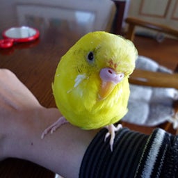 $歯で開けたビールで洗えフロントグラス