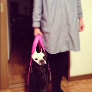 フレンチＢＵＺＺｄｏｇ★-__ 1.JPG__ 1.JPG