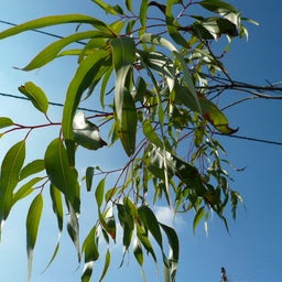 香り　sweet violetのブログ