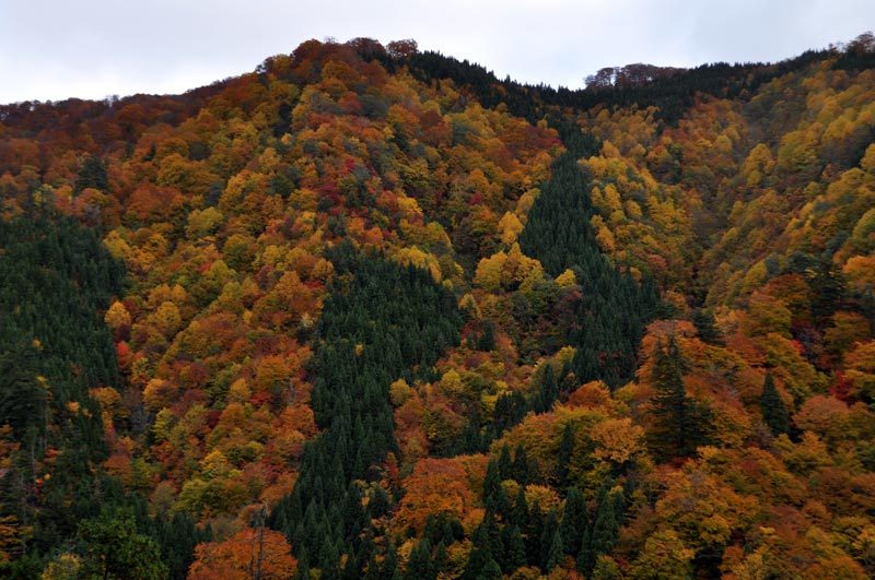 $白神山地ツアーの白神なびスタッフブログ-2012年10月下旬の白神山地「岳岱エリア」の紅葉4