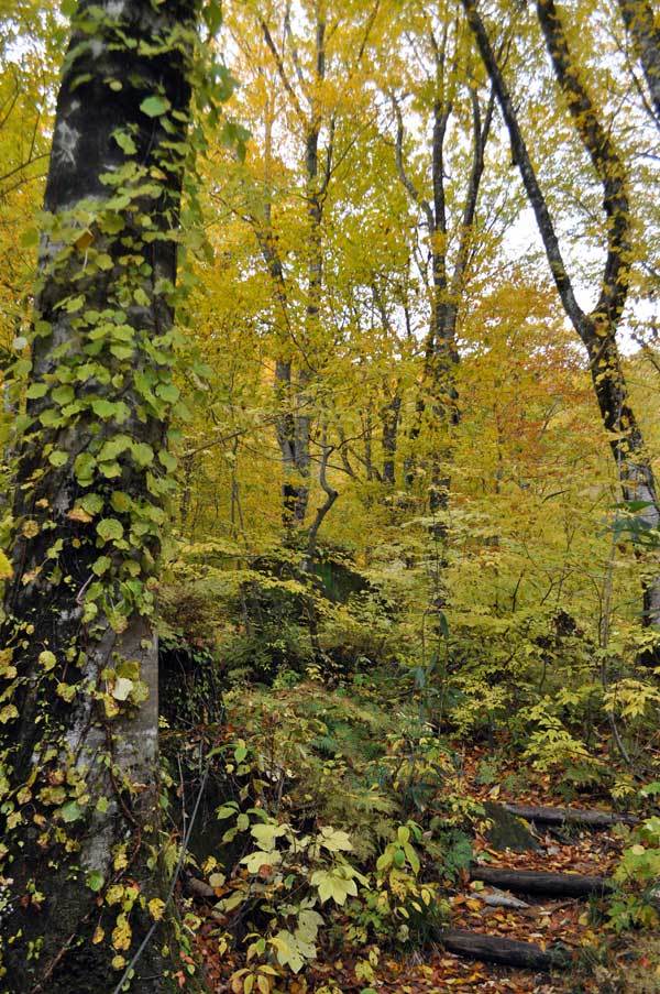 $白神山地ツアーの白神なびスタッフブログ-2012年10月下旬の白神山地「岳岱エリア」の紅葉6