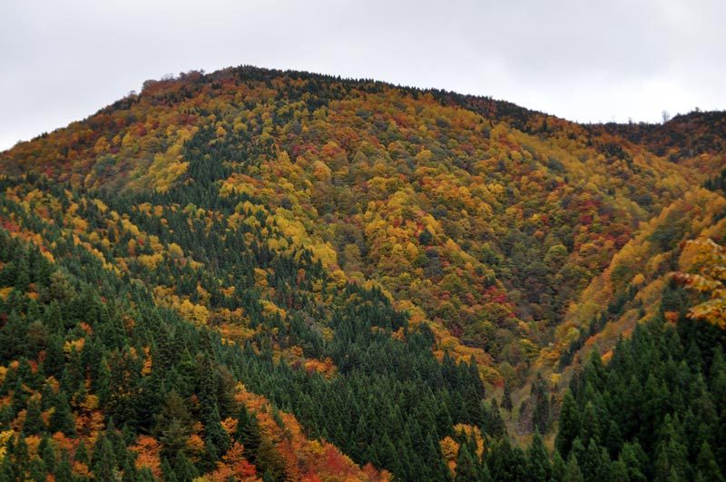 $白神山地ツアーの白神なびスタッフブログ-2012年10月下旬の白神山地「岳岱エリア」の紅葉5