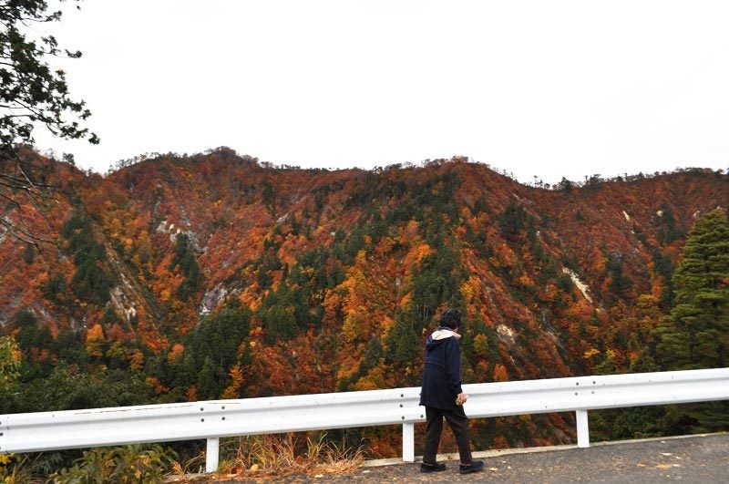 $白神山地ツアーの白神なびスタッフブログ-2012年10月下旬の白神山地「岳岱エリア」の紅葉3