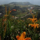 [台湾][東部]ワスレグサが咲く頃-花蓮-富里鄉-六十石山の記事より