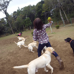 画像 ドッグランへGO!GO! の記事より 4つ目