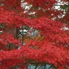 吉野の紅葉が始まっています。の画像
