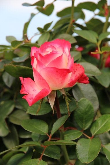 薔薇の香りに包まれて ノスタルジー ココットのブログ