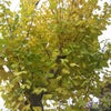 紅葉、黄色のイチョウの木の画像