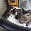昨日(11/12)の奴等の画像