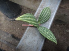 ペペロミア プテオラータの挿し木 観葉植物生産者 のブログ