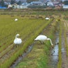冬の使者到来！！の画像