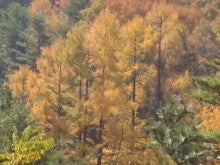 Ｒ３００「甲州いろは坂」の紅葉情報-本栖湖畔のカラ松の黄葉