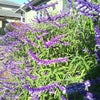 庭は紫の花が一杯！の画像