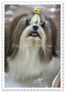 Dog　Salon　Fairy　Ann