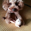 今日はモカさんのお誕生日♪の画像