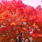 幸町公園のタイワンフウが見事に紅葉しました　2012.12.07の記事より