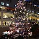 クリスマスツリーの記事より