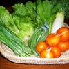 12月15日　元気野菜をご紹介の画像