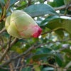 けさの庭　12/17　椿の画像