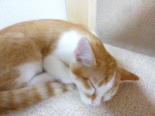 木村家の世界一小さな猫シンガプーラとスコティッシュ猫達の日常