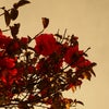 今年はの画像