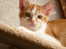 木村家の世界一小さな猫シンガプーラとスコティッシュ猫達の日常-スコティッシュフォールド子猫レッド君