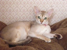 木村家の世界一小さな猫シンガプーラとスコティッシュ猫達の日常-シンガプーラ妊娠中ディーナ