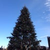 Christmas tree at Yokohama*の画像