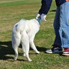 ドッグラン・ストーカー犬　１の画像