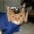 1/13更新【署名】ウィスコンシン大学の猫を使った残酷な動物実験に反対する署名にご協力ください！の記事より