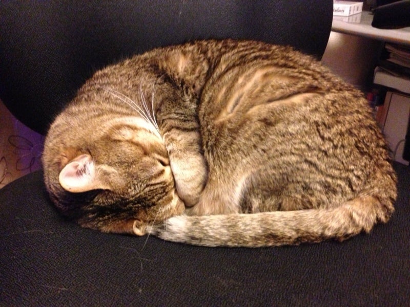 猫というより、もはやアルマジロ…(^◇^;)の記事画像