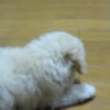 明日はの画像