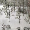 初雪の画像