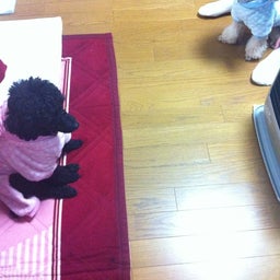 ４プーのfunky funny days