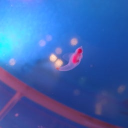 画像 白い恋人パーク の記事より 29つ目