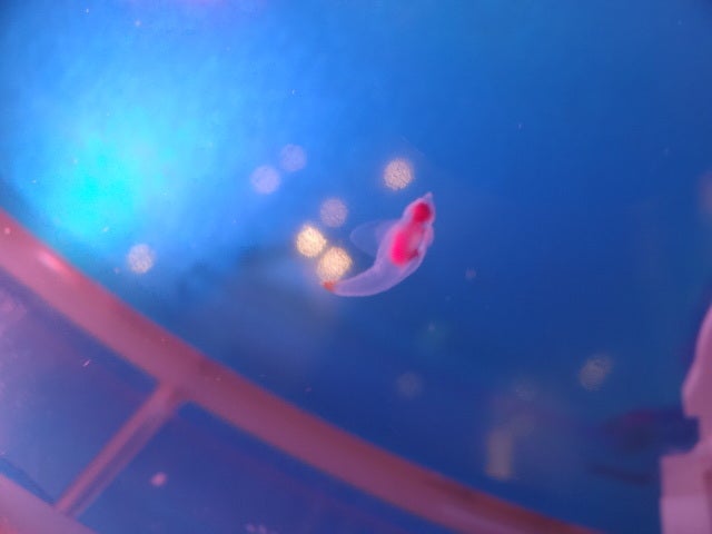 白い恋人パークの記事より
