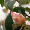 けさの庭　1/16　山茶花の画像