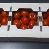 当選☆愛菜トマトの画像