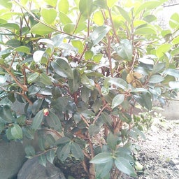 家庭教師のえーるのブログ-庭の山茶花２