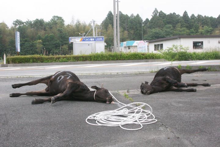 警戒区域の6号線で2日連続交通事故（牛が毎日死んでいく） 作成 福島原発被害の動物たち 動物の権利～VEGAN