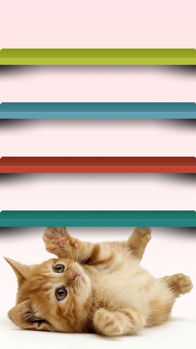 Iphone待ち受け画像 犬 猫編 犬と猫の可笑しな 可笑しな物語