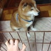 柵の日の画像