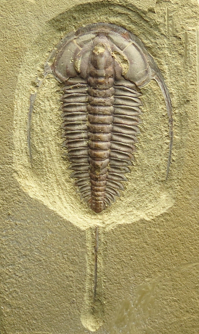 カンブリア紀の二つの三葉虫 | 化石の日々