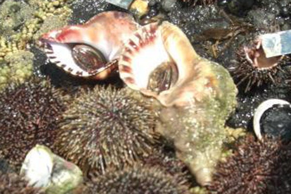 ホラ貝の捌き方と食べるときのものすごい注意 ニュージーランド半自給自足生活