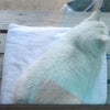 白い猫ちゃんの画像