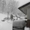 滋賀は大雪ですの画像