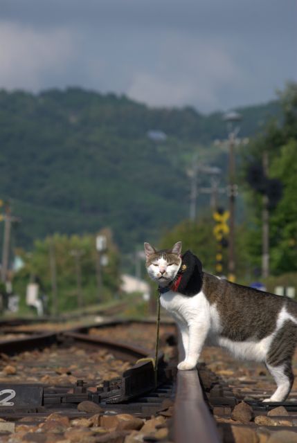 駅長猫コトラの独り言～旧 片上鉄道 吉ヶ原駅勤務～-よろしくのコトラ