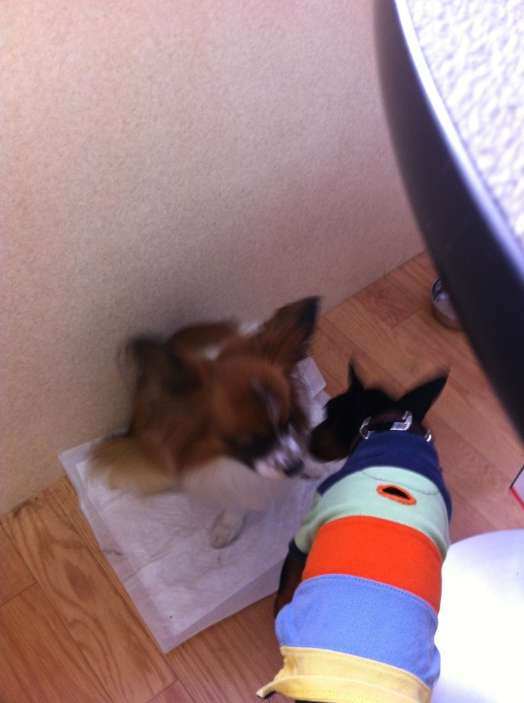 ウィリアムくんとマカロニくんと犬と日本橋 Inu To Nihonbashiのワンちゃん日記