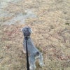緑地公園でのお散歩の画像