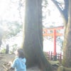 最後は九龍神社本宮ですーその9　箱根三社参り最終回の画像